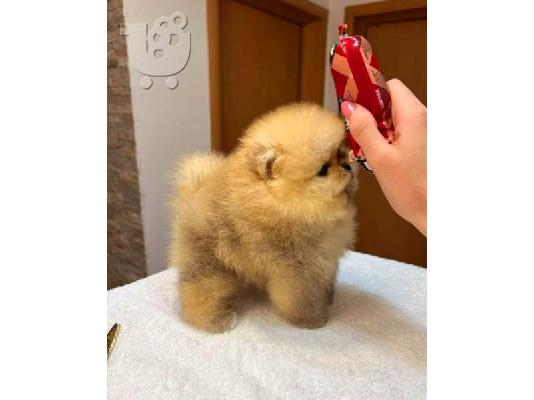 Τέλεια Pomeranians, κουτάβια